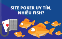 Chia sẻ site poker uy tín và nhiều fish nhất